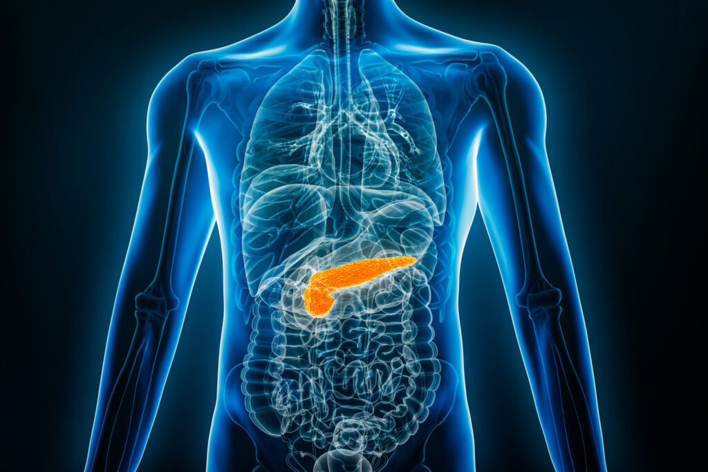 Illustration of the pancreas in the human body